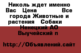 Николь ждет именно Вас › Цена ­ 25 000 - Все города Животные и растения » Собаки   . Ненецкий АО,Выучейский п.